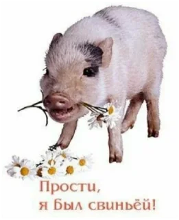 🐖