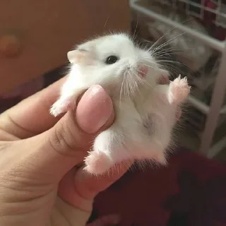 🐹