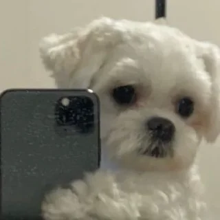 🐶