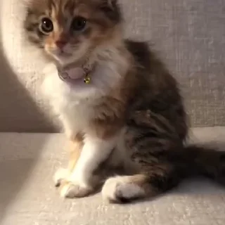🐈