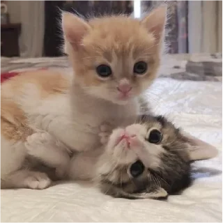 🦦
