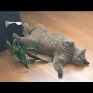 😼