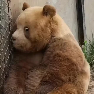 🐾