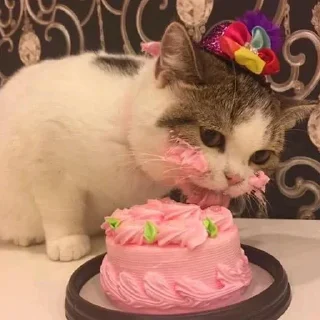 🍰