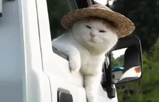 😺