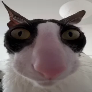 👃