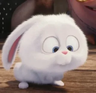 🐰