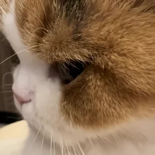 🐈‍⬛️