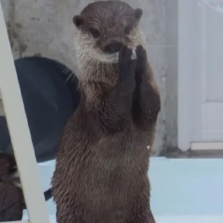 👏