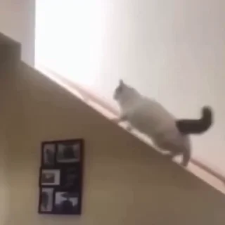 🐈