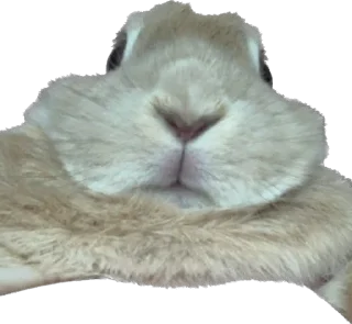 🐰