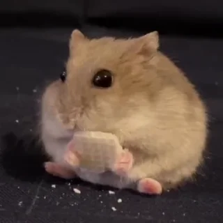 🐭