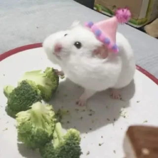 🐹