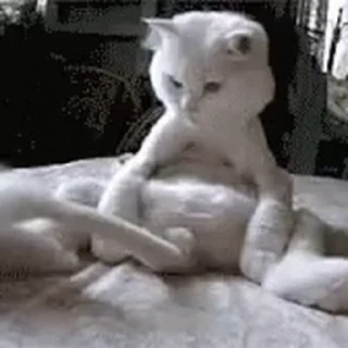 🐱