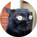 🐱