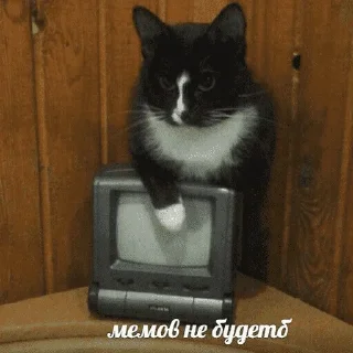 😺