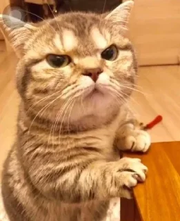🐶