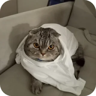 🐱