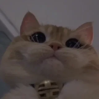 💗