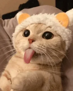 🐾