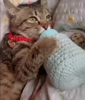 😻
