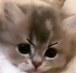 🤍