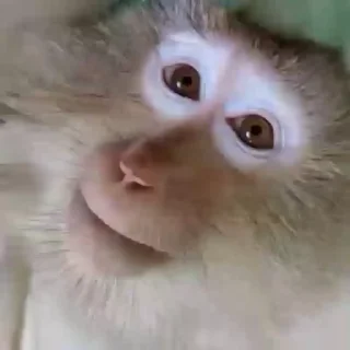 🐒