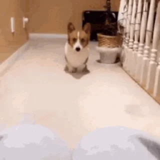 🥺