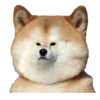 🐶