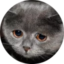 🐱