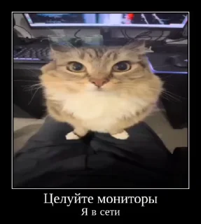 🌟