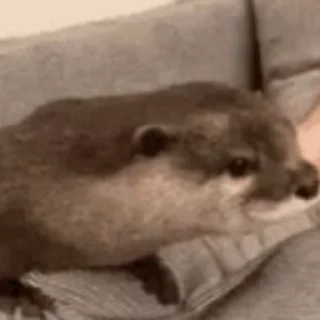 🤨