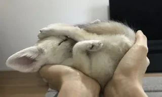 🥔
