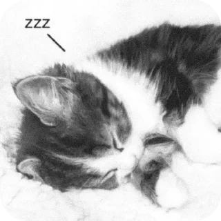 🐱