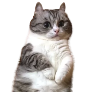 😺