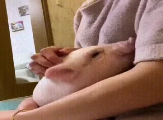 🐷