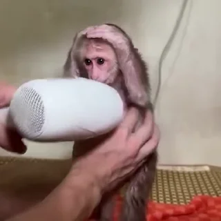 🙉