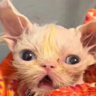 😱