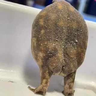 🦦