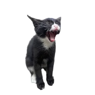 🐱