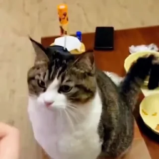 🐈