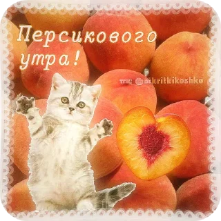 🐱