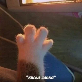 🐈