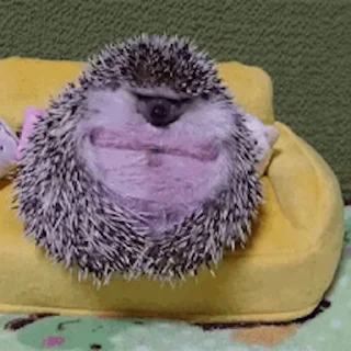 🦔