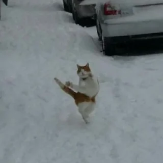 🐈