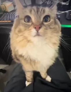 🐈