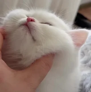 🐱
