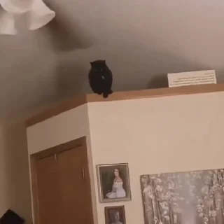 🐈