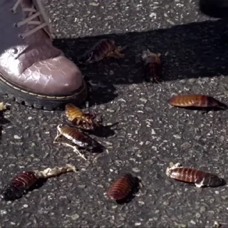 🐞