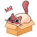 🐱